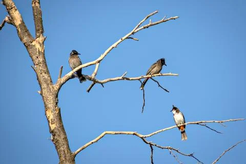 Three Red vented bulbul sitting on dry tree branch with clear blue sky backgr Stock Photos