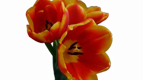 Three red-yellow tulips bloom on a white background Stock Footage 101808502