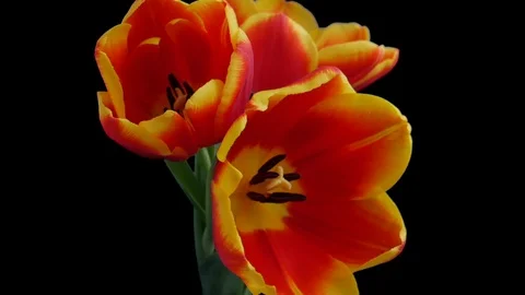 Three red-yellow tulips bloom. Alpha channel. Isolated. Stock Footage 101808638