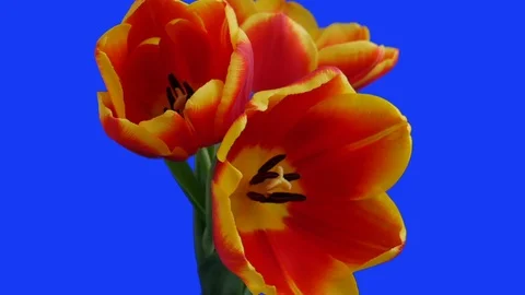 Three red-yellow tulips bloom on a blue background Stock Footage 101810570