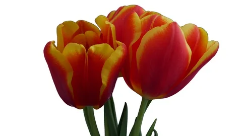 Three red-yellow tulips bloom on a white background. Isolated Stock Footage 105747189