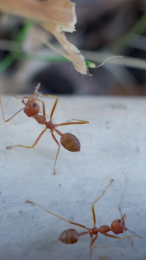Three reddish ants. Видео 342103472