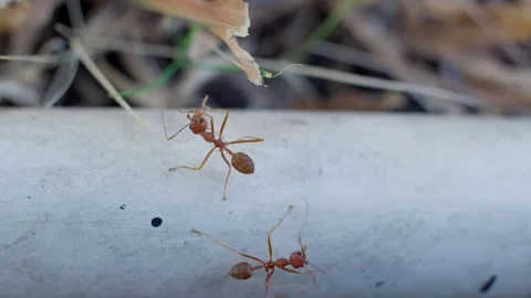 Three reddish ants. Stock Footage 342103478