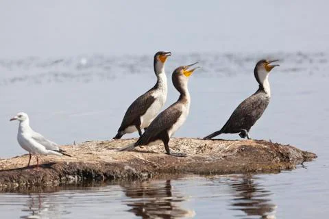 Three reed cormorants Stock Photos