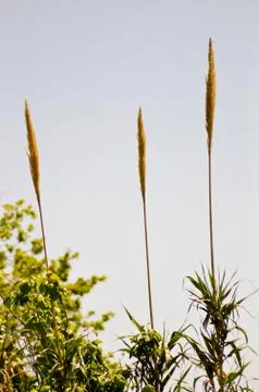 Three reed flowers on a background Stock Photos