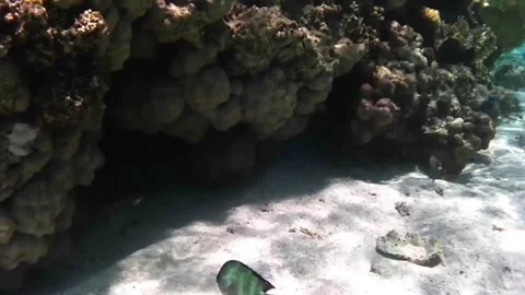 Three Reef Fish Swimming Among Coral on a Red Sea Reef Stock Footage 339845783