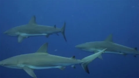Three reef sharks floating in open Caribbean sea, Cuba Stockbeeldmateriaal 77484803