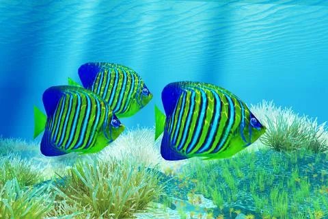 Three Regal Angelfish Stock Illustration