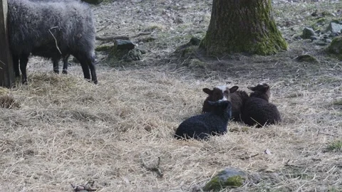 Three Resting Black Sheep Lambs on Hay in Pasture 動画素材 240013839