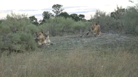 Three resting lions scan surroundings in fading light — Part 2 Stock Footage 322984651