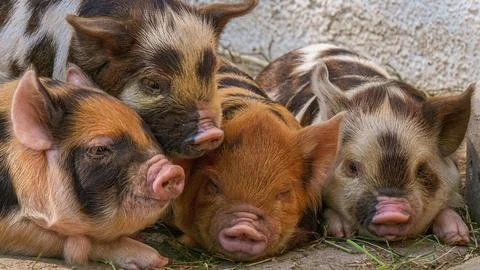 Three Resting Piglets Stock Photos