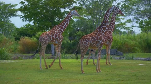 Three reticulated giraffes run across a green lawn in a safari park. Stock Footage 341701099