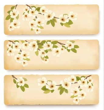 Three retro spring banners with blossoming tree brunch with spring flowers. v Stock Illustration