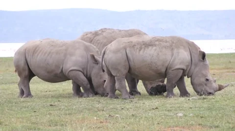 Three rhinos eats grass, Kenya Stock Footage 46962809