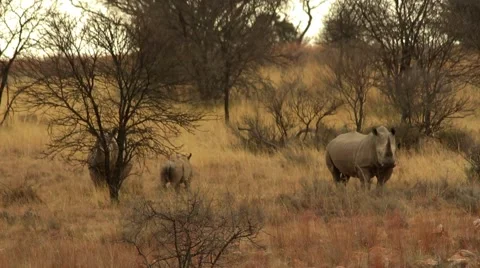 Three rhinos. Stock Footage 51770918