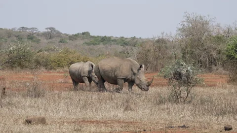 Three rhinos walking together through the wilderness. Stock Footage 170058947