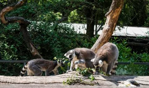 Three ring-tailed lemur, lemur catta, eating green leaves Stock Photos