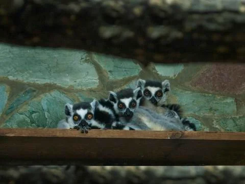 Three ring-tailed lemurs, Lemur catta, are looking at camera Stock Photos