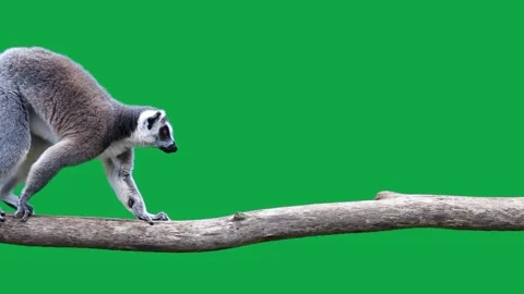 Three ring-tailed lemurs walk one after the other on a log on a green screen. Stock Footage 214655990