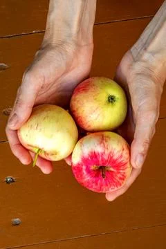 Three ripe apples in the hands of an elderly woman. Harvest Stock Photos