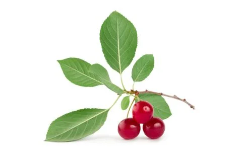 Three ripe cherries isolated Stock Photos