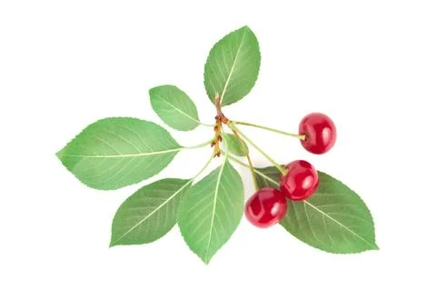 Three ripe cherries Stock Photos