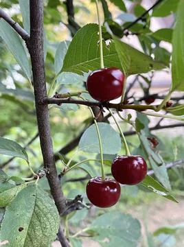 Three ripe cherry barries on the tree branch Stock Photos