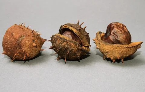 Three ripe chestnuts on neutral background Foto stock