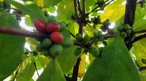 Three ripe coffee beans. Stock Photos