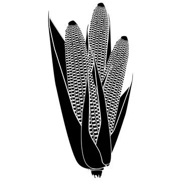 Three ripe corn cobs silhouette with grains and leaves isolated on white Illustrazione stock