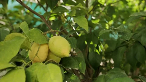 Three ripe lemons hang on a branch Stock Footage 220305857