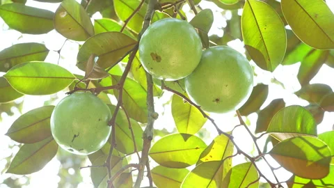 Three Ripe Lo Ren Star Apples Low Angle Vietnam Orchard Stock Footage 327014236