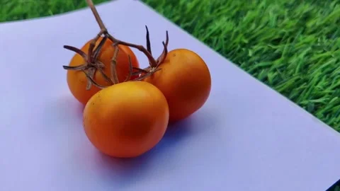 Three Ripe Orange Cherry Tomatoes on a Stem on White Paper Stock Footage 339155894