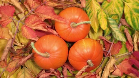 Three ripe pumpkins lie among the autumn leaves and slowly rotate. top view. 4k. Video stock 217384318