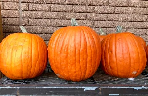 Three Ripe Pumpkins Stock Photos