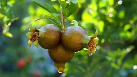 Three ripe red juicy fruit mini dwarf pomegranate fruits close-up grow Vidéo 130605972