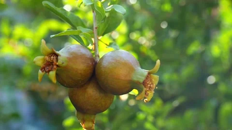 Three ripe red juicy fruit mini dwarf pomegranate fruits close-up grow Stock Footage 130606044