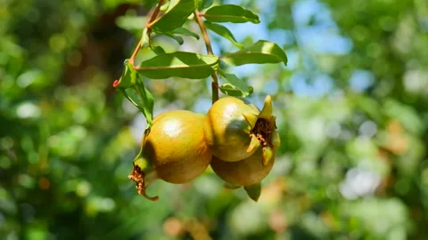 Three ripe red juicy fruit mini dwarf pomegranate fruits close-up grow Stock Footage 138944809