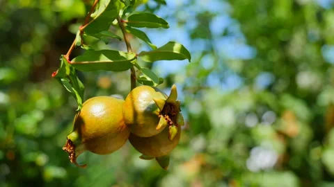 Three ripe red juicy fruit mini dwarf pomegranate fruits close-up grow Stock Footage 138945451