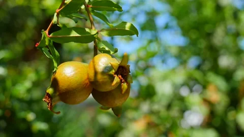 Three ripe red juicy fruit mini dwarf pomegranate fruits close-up grow Stock Footage 138945688