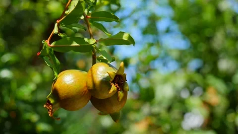 Three ripe red juicy fruit mini dwarf pomegranate fruits close-up grow Stock Footage 138945983