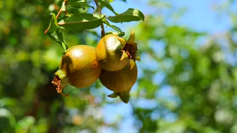 Three ripe red juicy fruit mini dwarf pomegranate fruits close-up grow Stock Footage 138947367