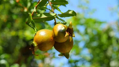Three ripe red juicy fruit mini dwarf pomegranate fruits close-up grow Stock Footage 138947482