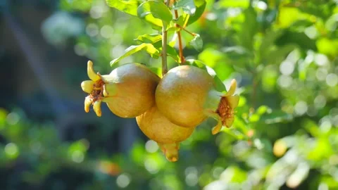 Three ripe red juicy fruit mini dwarf pomegranate fruits close-up grow Stock Footage 138947925
