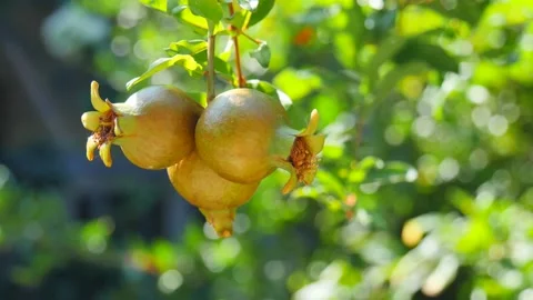 Three ripe red juicy fruit mini dwarf pomegranate fruits close-up grow Stock Footage 138948089
