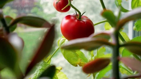 Three ripe red tomatoes on a branch. Grow on the windowsill in the office Stock Footage 130470716