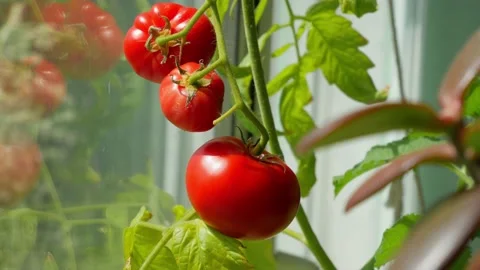 Three ripe red tomatoes on a branch. Grow on the windowsill in the office Stock Footage 130470720