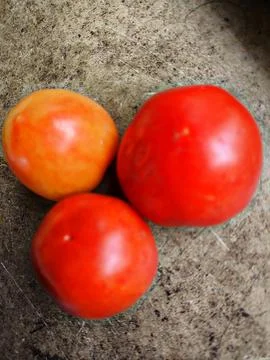 Three Ripe Reddish-Orange Tomatoes on a Wooden Table Stock Photos