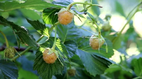 Three ripe yellow raspberries Stock Footage 330902940