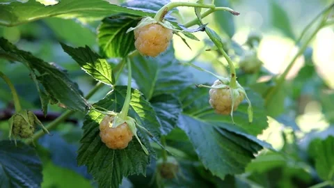 Three ripe yellow raspberries growing in a garden Stock Footage 325621413